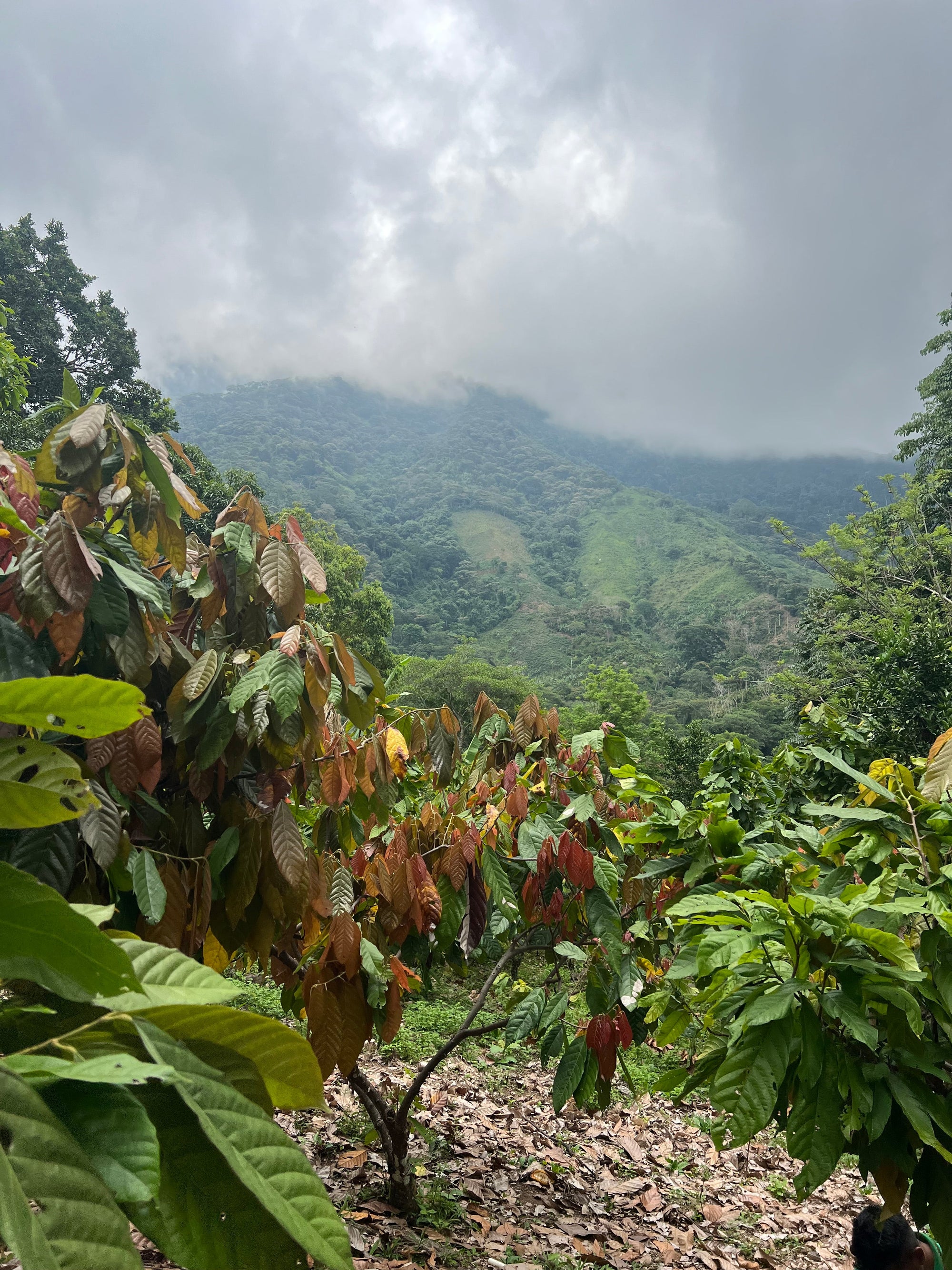 Arhuacos cloud forest with cacao growing amongst our plants and animals.  