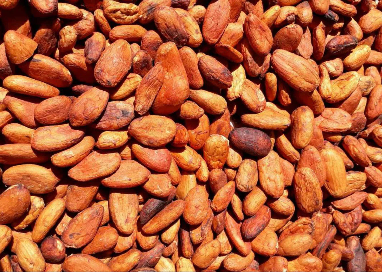 A Rare Ceremonial Cacao is Here: Ancient Lavado Cacao from Mexico