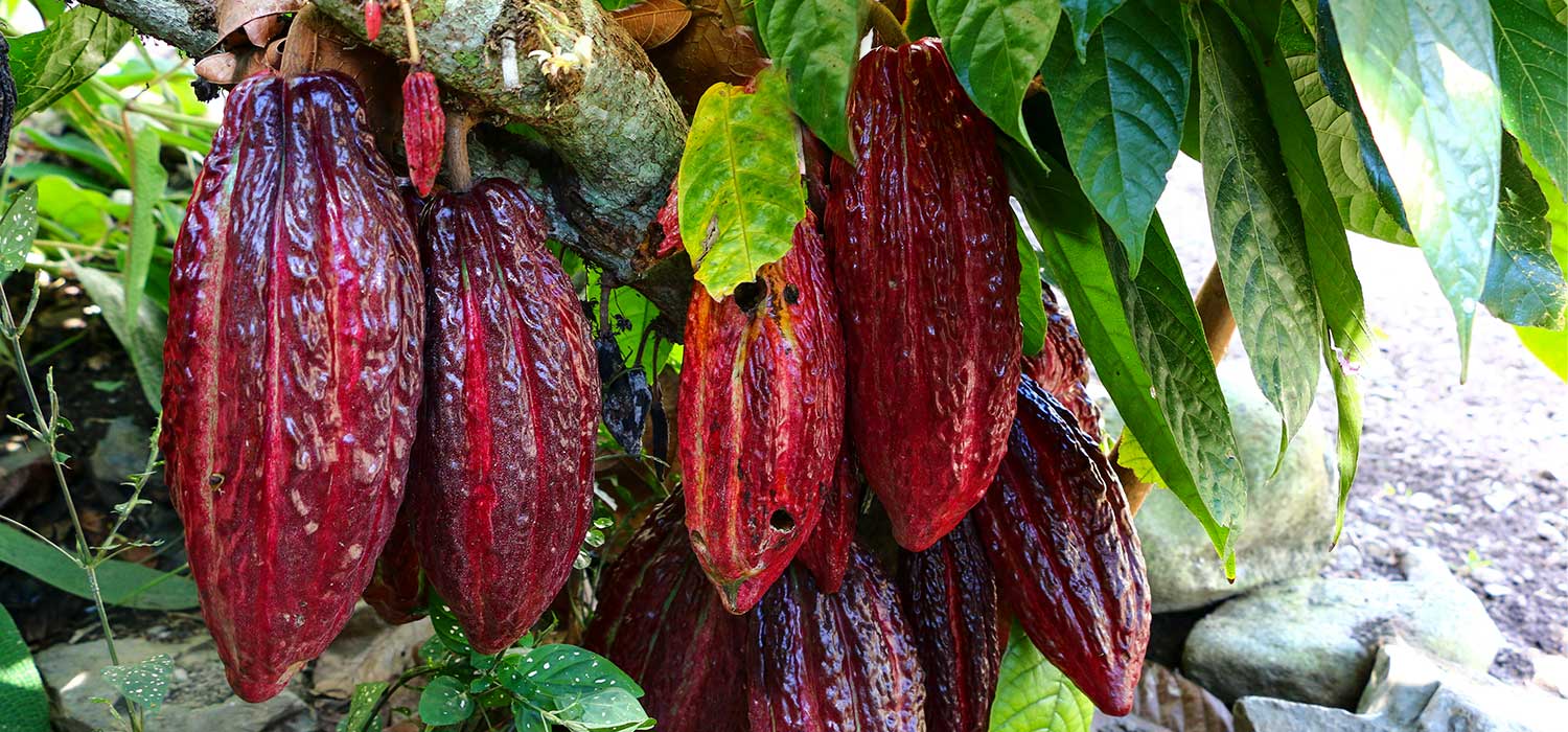 Peruvian Ceremonial Cacao — Chuncho