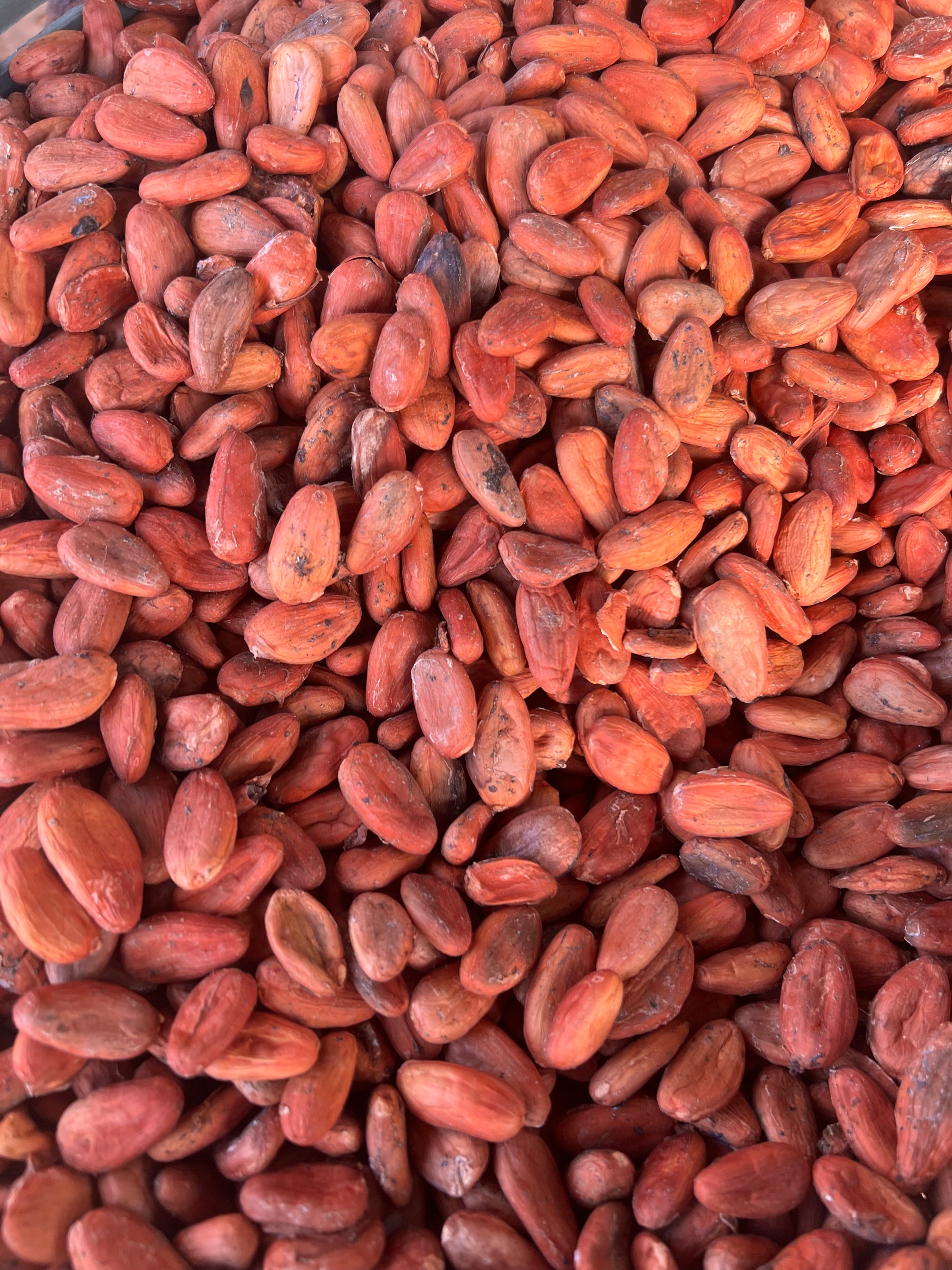 Pre-order Mexican Lavado Cacao – Medicine Festival 2026