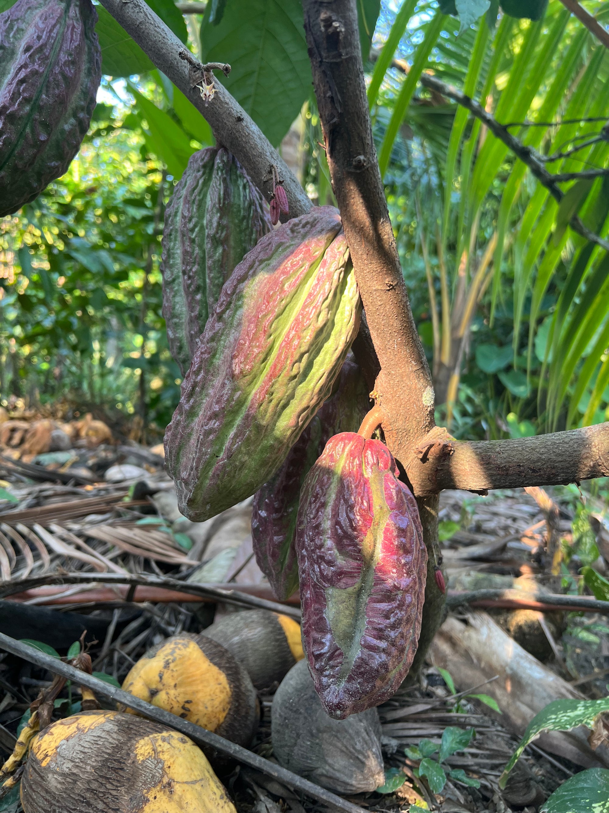 Pre-order Mexican Lavado Cacao – Medicine Festival 2026