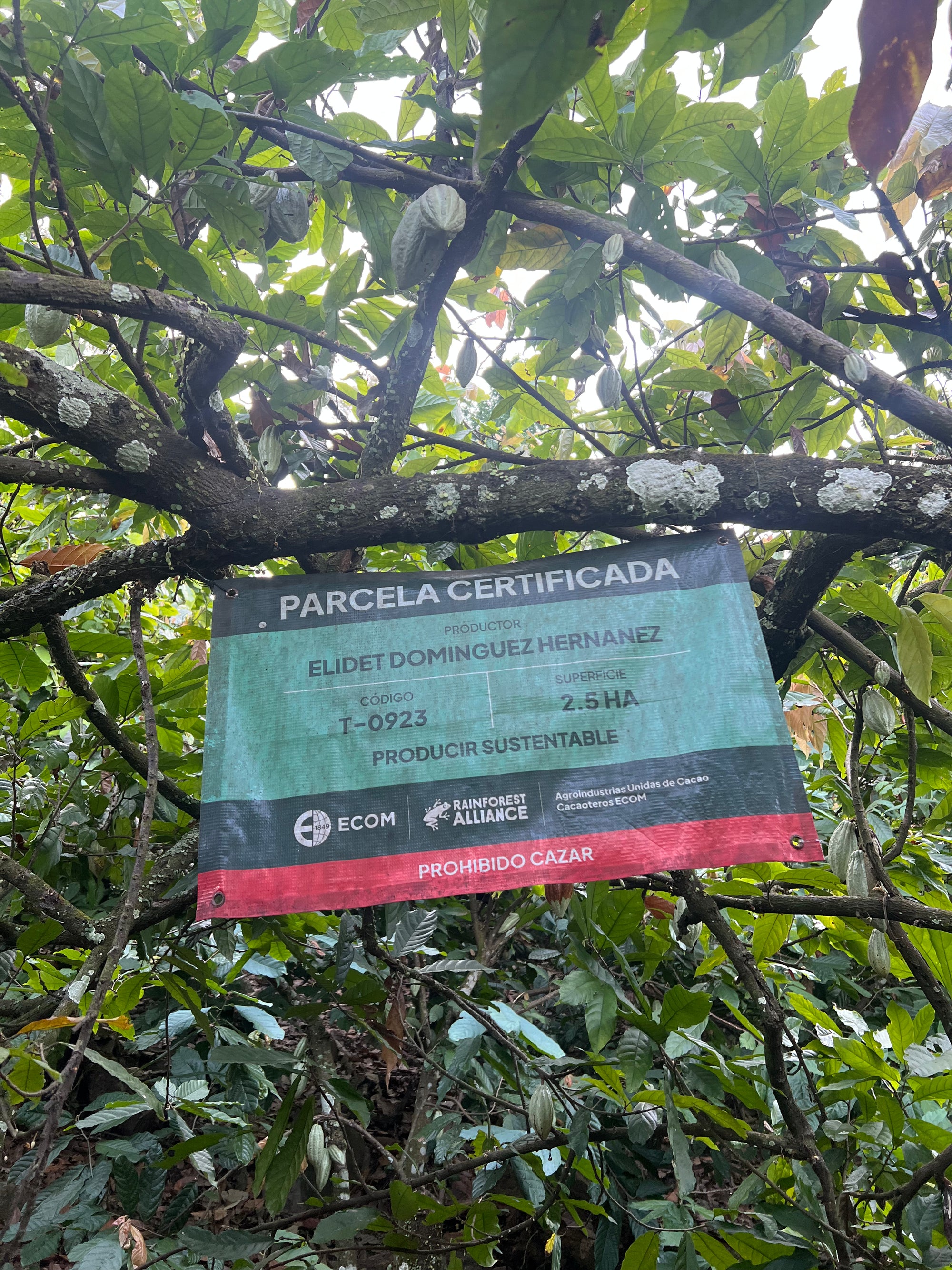 Pre-order Mexican Lavado Cacao – Medicine Festival 2026