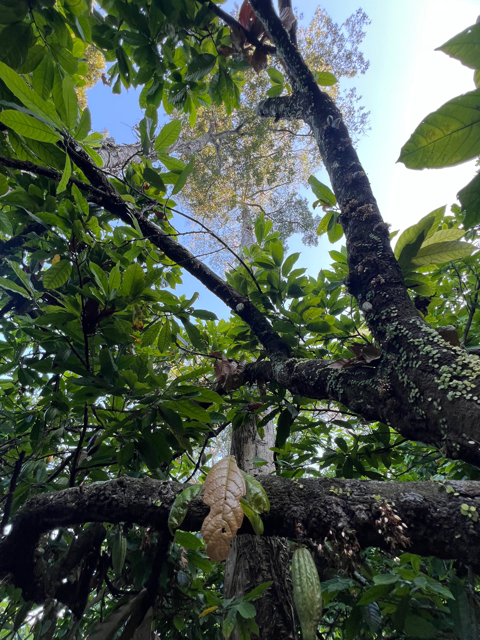 Pre-order Mexican Lavado Cacao – Medicine Festival 2026