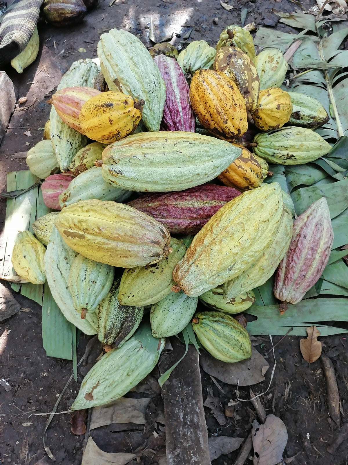 Pure Cacoa Rocks How to Make Homemade Chocolate with Pure Cacao (Easy & Delicious Recipe ...