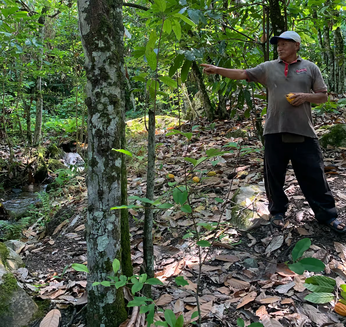 Peruvian Ceremonial Cacao — Chuncho